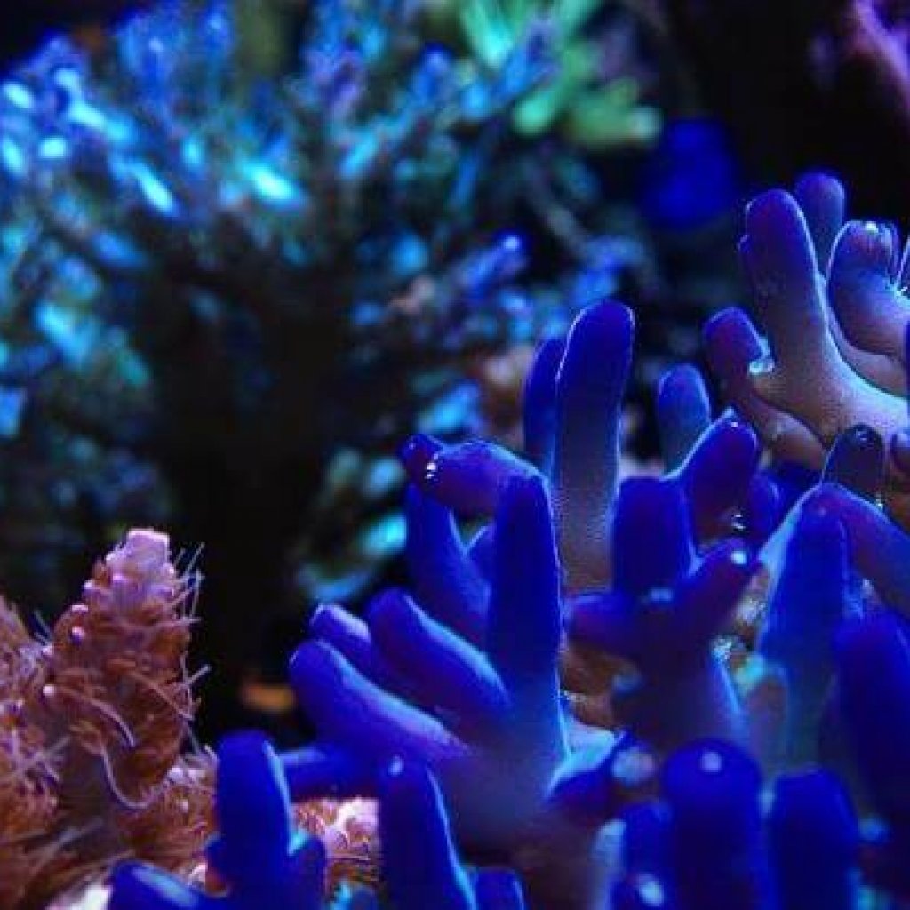 Keystone Reefscapes Colorful Verna Coral
