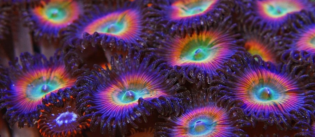 Keystone Reefscapes Colorful Coral